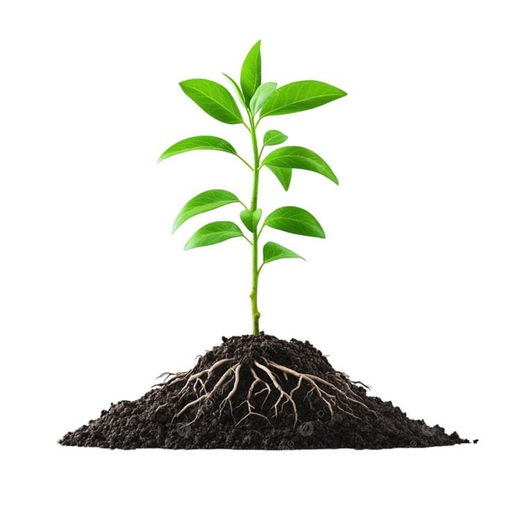 small green plant in pot, green plant, plant in pot, soil filled pot png transparent image and clipart for free download